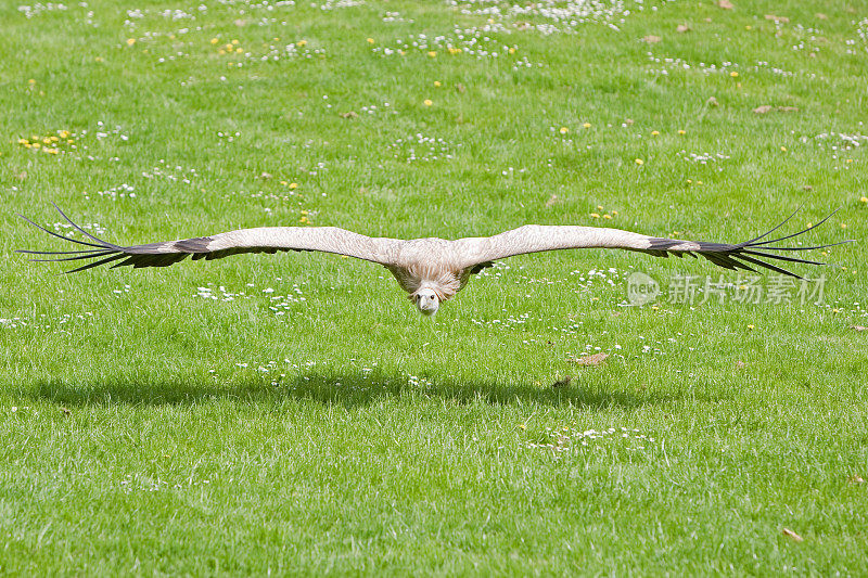 兀鹫在飞行(Gyps vulvus)